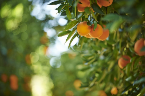 齐鲁踏春好时光，一颗脐橙甜心上”